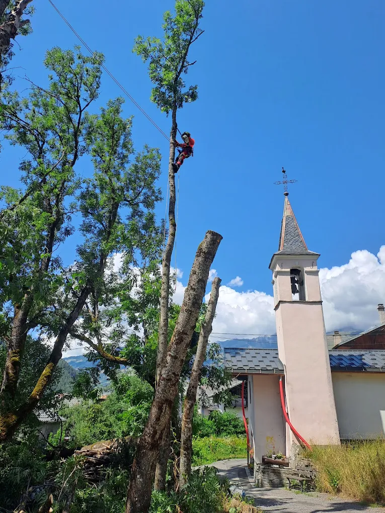 Taille élagage, démontage d'arbre