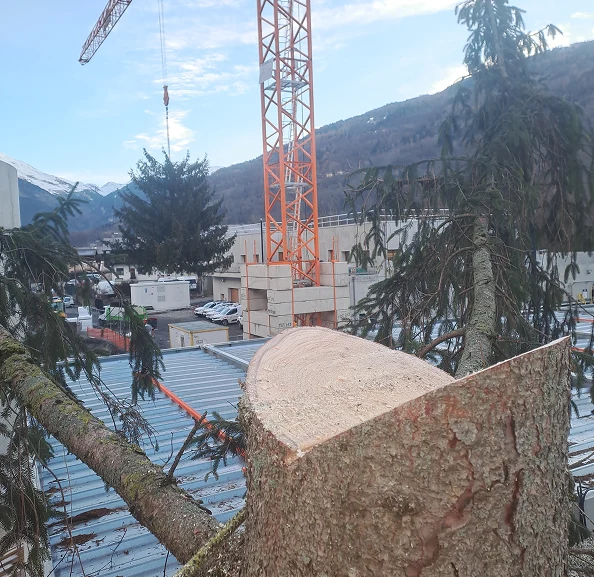 Élagage, abbatage, démontage