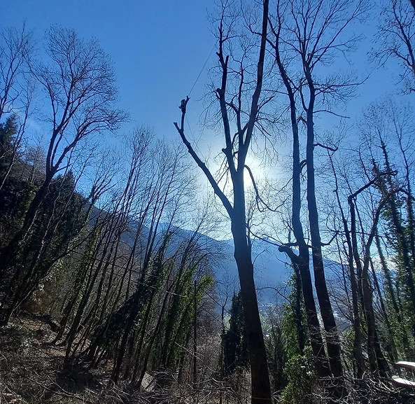 Taille élagage, démontage d'arbre